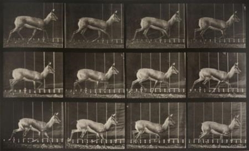 Antelope Trotting (1887)