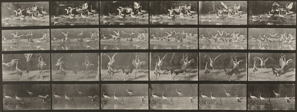 Storks, Swans, etc. (1887)