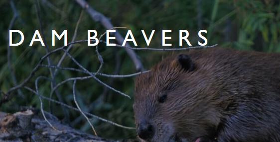 Dam Beavers (2009)