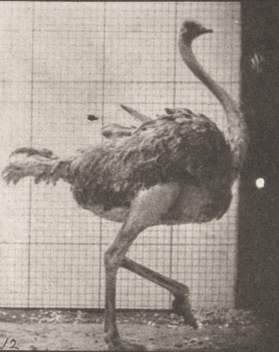 Ostrich Walking (1887)